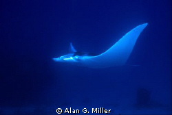 Manta, of all places, St Croix, USVI in October...... sho... by Alan G. Miller 